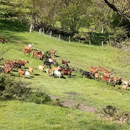 Maison A La Ferme Du Mas Miquelet - Proche Canigou Baillestavy